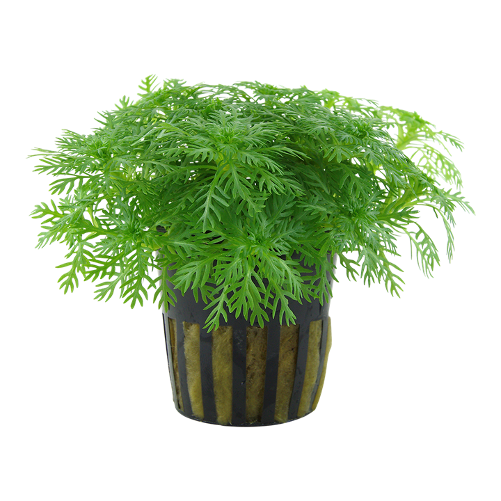 Plante Hottonia palustris