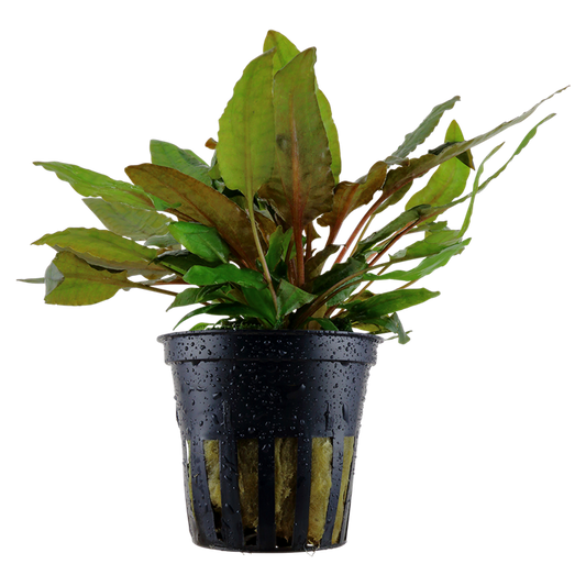 Plante Cryptocoryne wendtii 'Tropica'