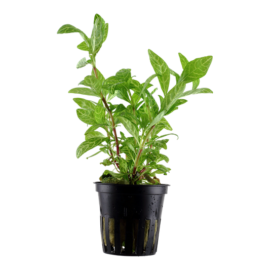 Plante Hygrophila 'Rosanervig'
