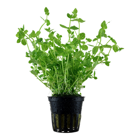 Plante Lindernia Rotundifolia