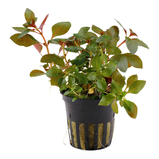 Plante Ludwigia Repens Rubin