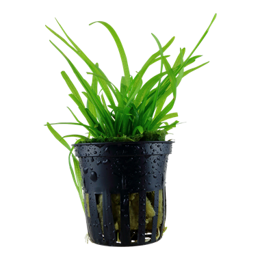 Plante Sagittaia Subulata