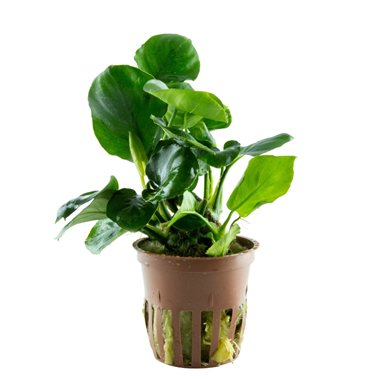 Anubias barteri 'coin leaf'