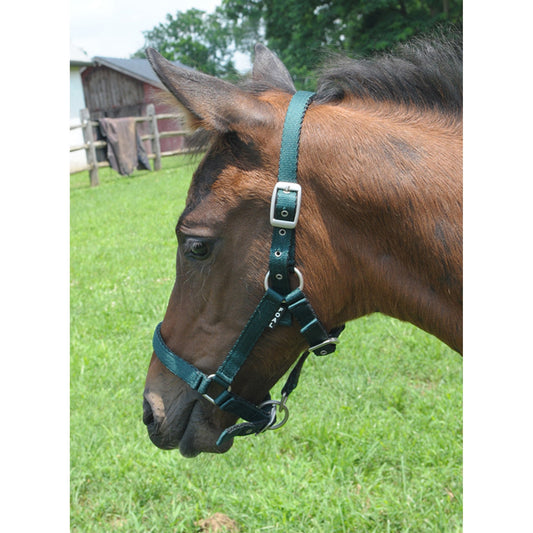 Cavalier Licou Cushion Web Grandeur Foal