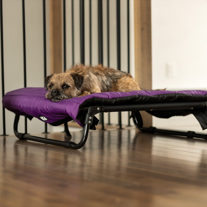 Le chien Blanc Lit surélevé Altitude