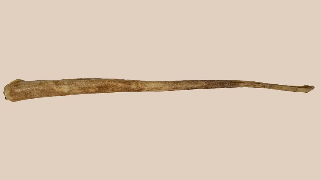 Kyon Queue de Boeuf 19''-28''