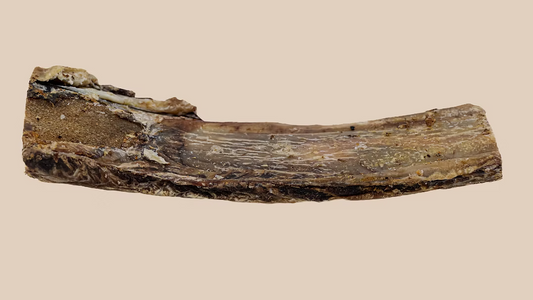 Kyon Côte De Boeuf 12''-16''
