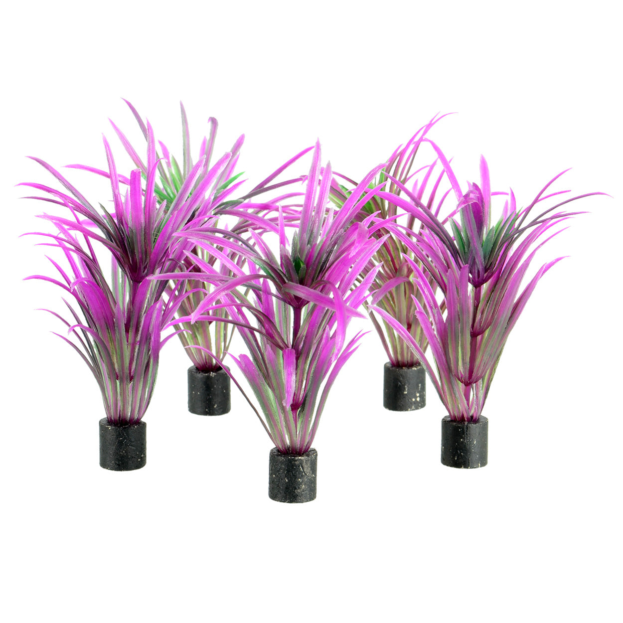 Ut 5 Pk Plant Purple Grass