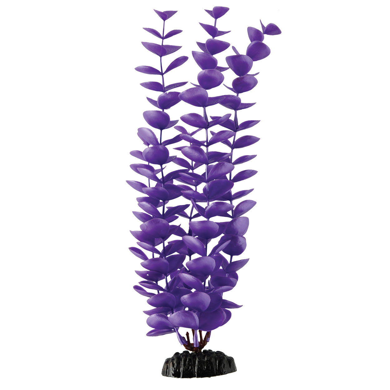 Trésors sous-marins Bacopa magenta 12In