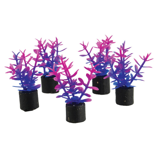 Trésors sous-marins Mini plante - Violette - 3,8 cm - Lot de 5Mini plante - Violette - 3,8 cm - Lot de 5
