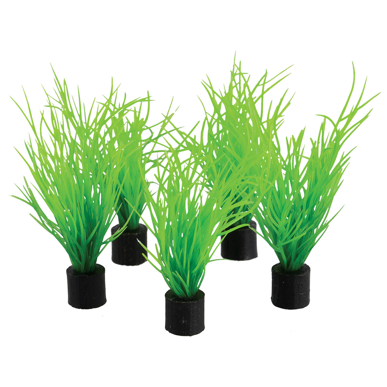 Mini plante - Herbe des marais - 7,5 cm - Lot de 5