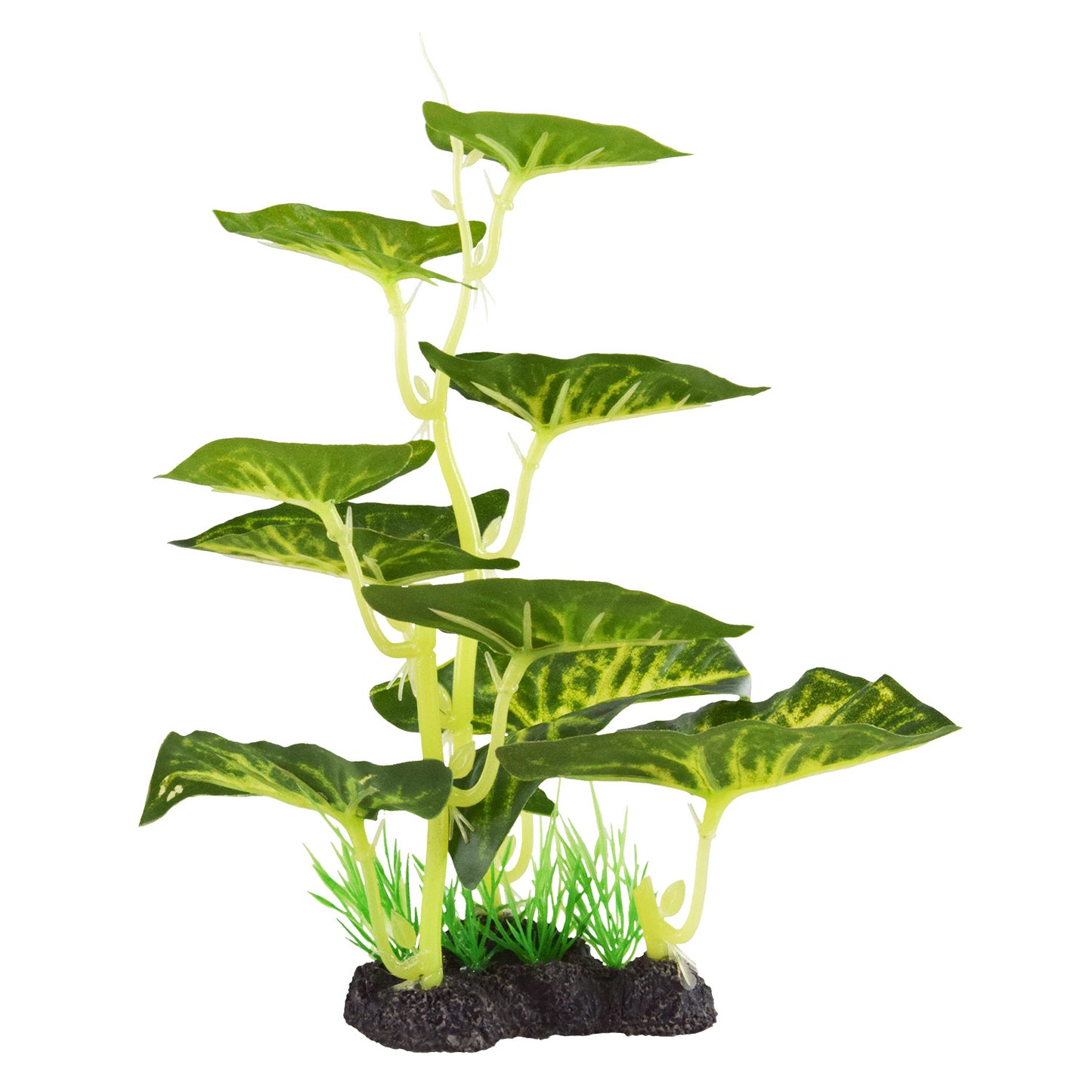 Trésors sous-marins Plante pointe de flèche