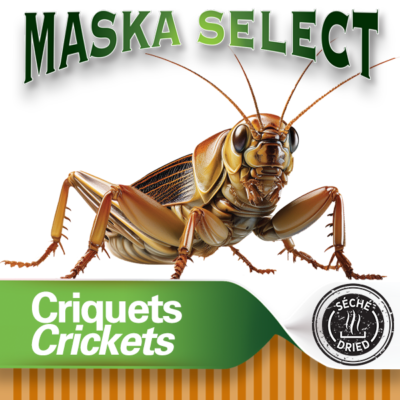 Criquets Séchées | Maska Select