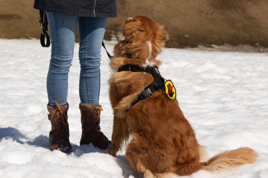 Beli Concept Écusson ''Ne pas Toucher''