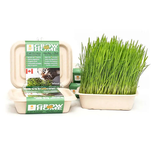 Kit D'Herbe A Chat 70G