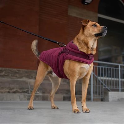 Canada Pooch The Harness Puffer Plum 22
