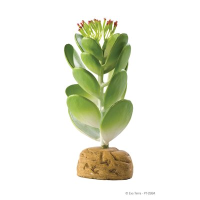 Exo Terra Jade Cactus-V