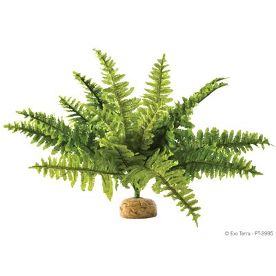 Exo Terra Boston Fern, Medium-V