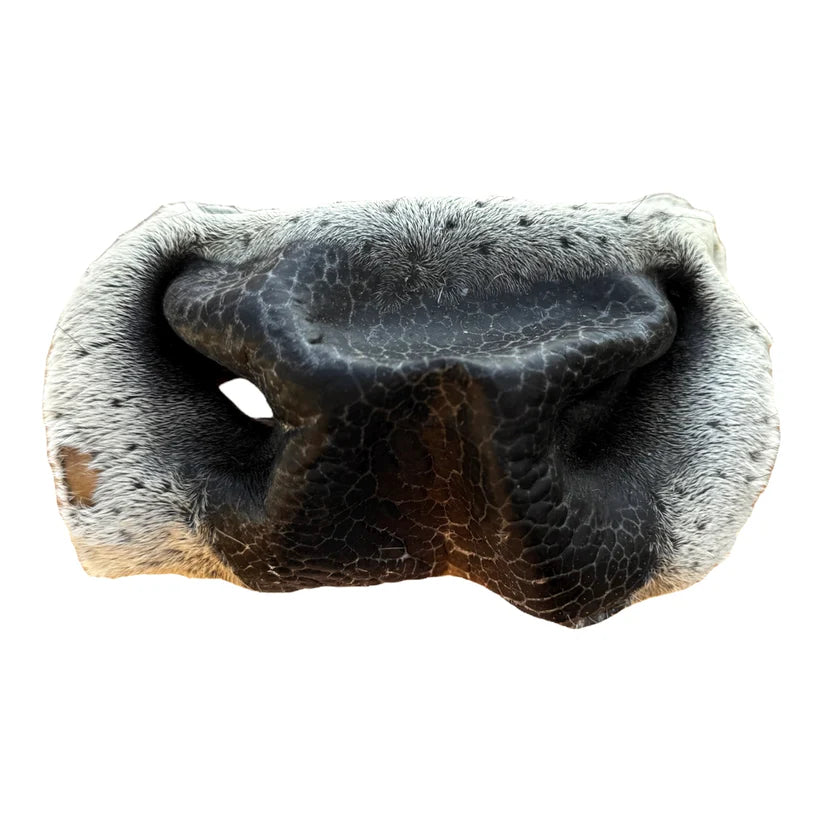 Nez de boeuf poilu