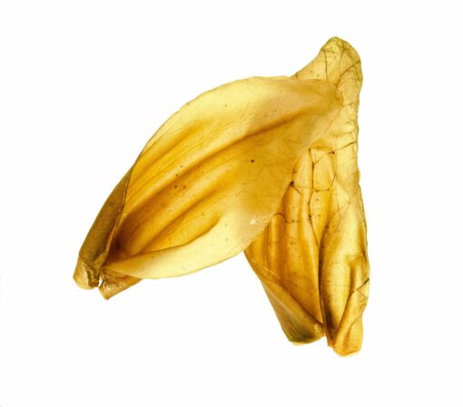Nature's OwnOreilles de bœuf géantes -NOTRE PLUS GRANDE TAILLE