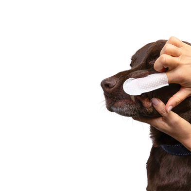 Goo-eez® Lingettes dentaires (50 unités)