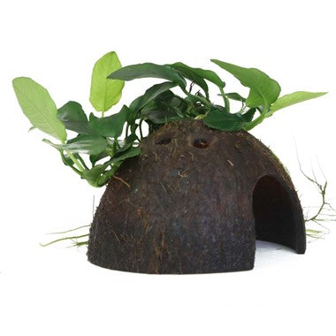 Anubias barteri var. nana