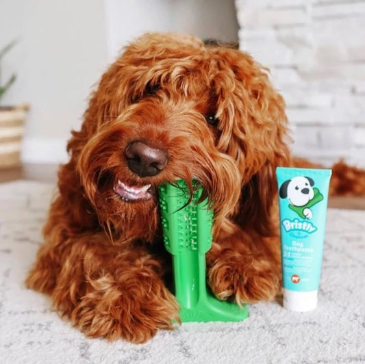 Bj Bristly Dog Brosse A Dent Lg