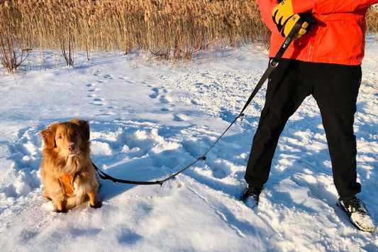 Beli Concept Laisse BLEUE NOIRE multifonction 7-en-1