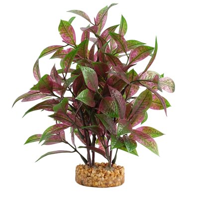 Fluval Broad Leaf Red Ludwigia 8In