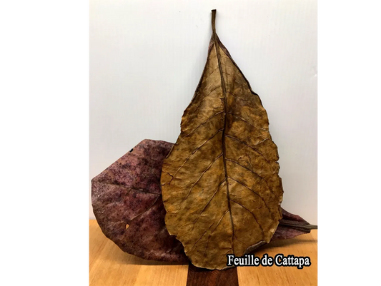 Aquarium Tout Compris Feuilles De Cattapa (2Un)