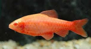 Barbus Cerise Albino Male