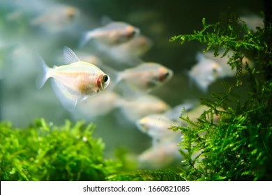 Tetra blanc