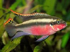 Cichlidé Kribensis